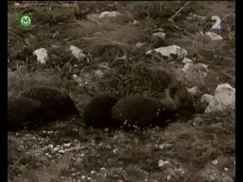 Pa a Pi - Deti nežne pichľavé (rozprávka)