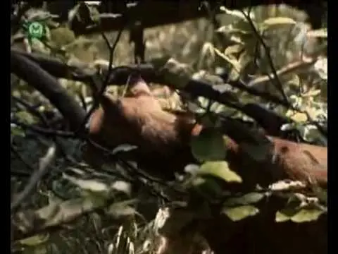 Pa a Pi: Nepriateľ mačiek (rozprávka)