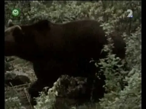 Pa a Pi - Otužilci v kožuchu (rozprávka)