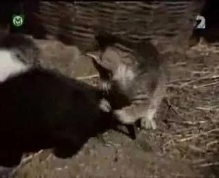 Pa a Pi - Vitajte na Zemi (rozprávka)